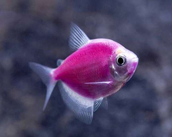 Тернеция цветная GloFish (размер до 5 см.)